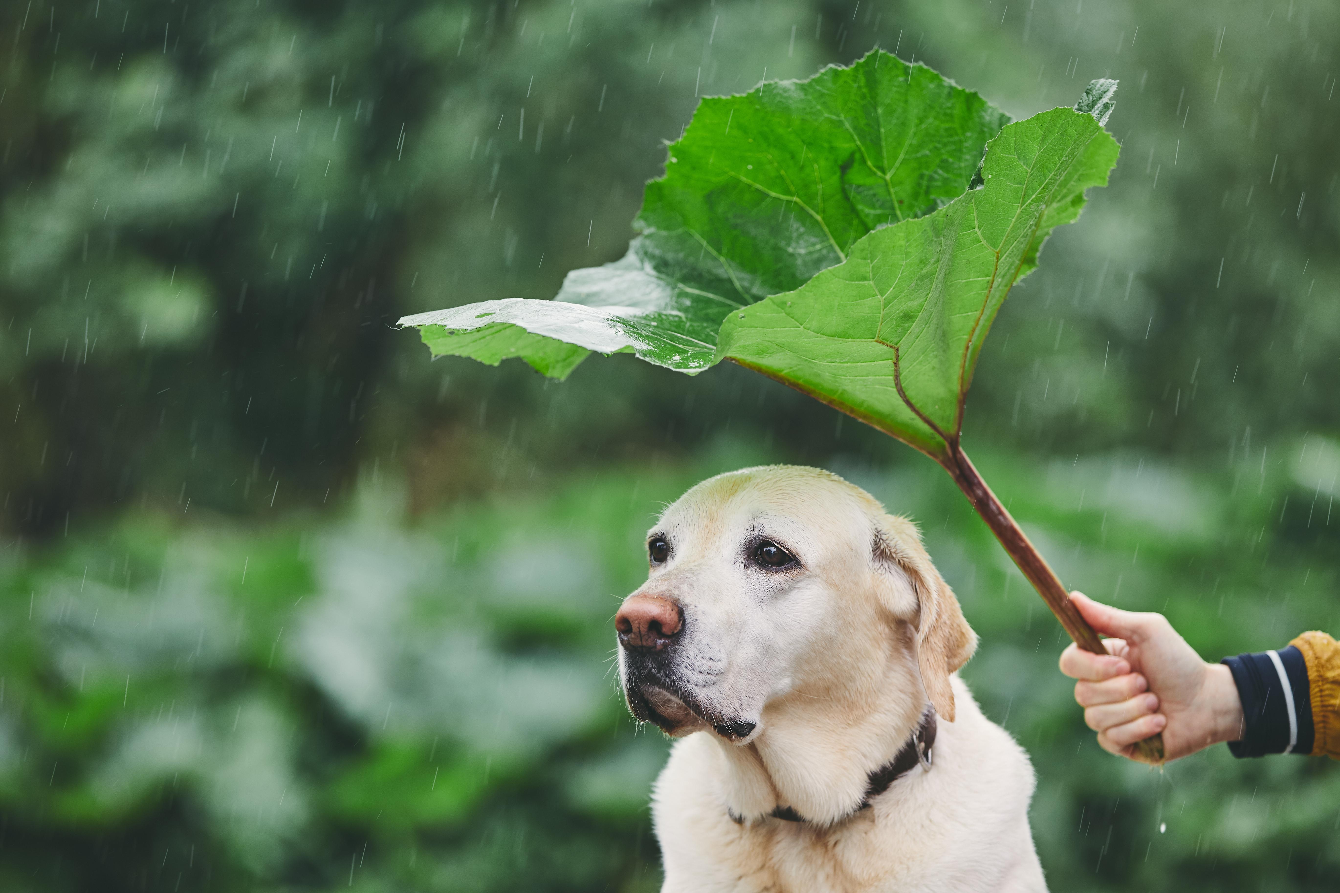 India’s Pet Abandonment Crisis Worsens During Monsoons: The Urgent Need for Responsible Pet Parenting